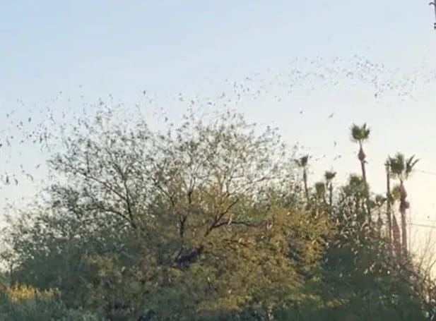 Tucson bat bridge