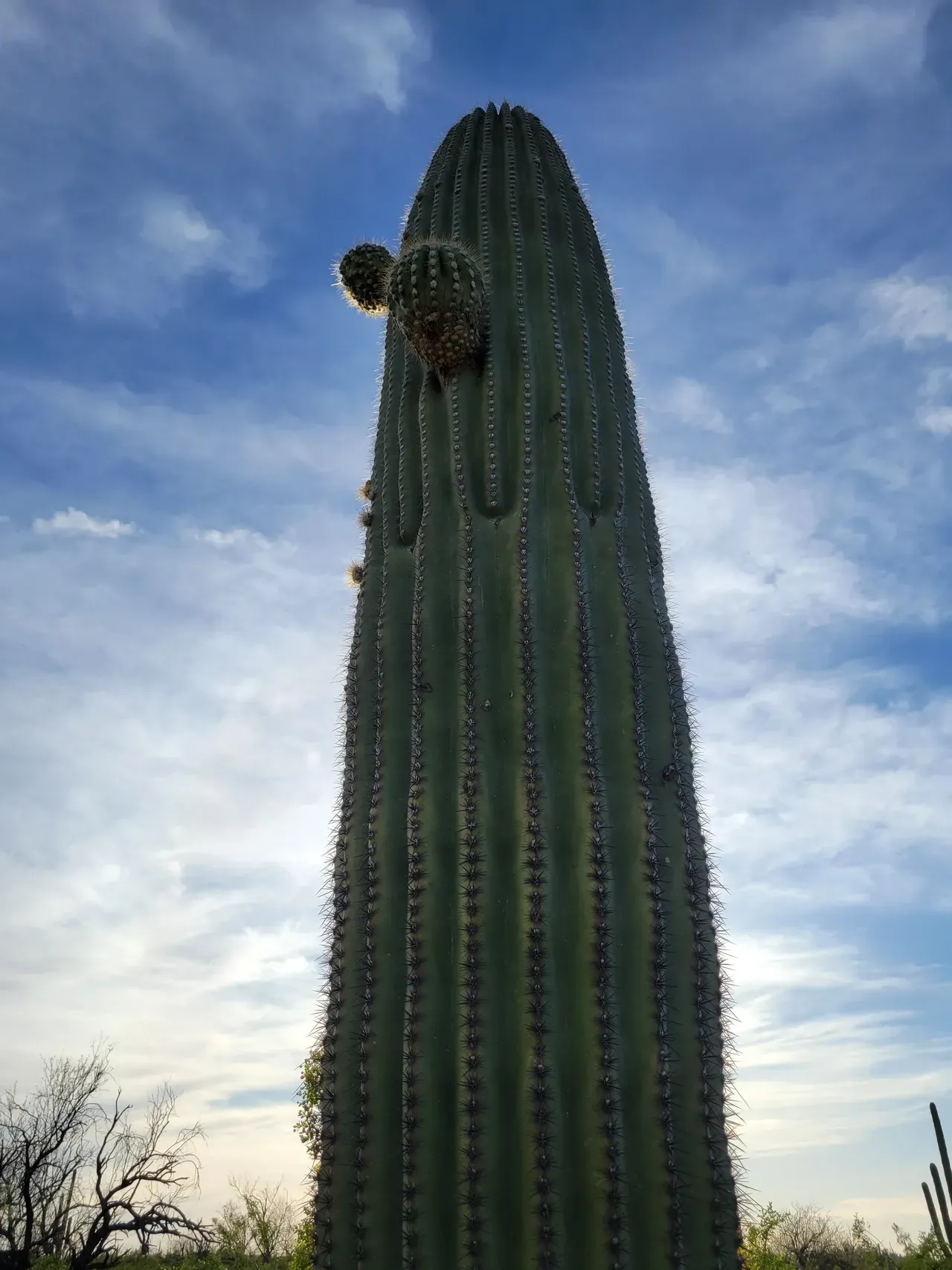 Saguaro cactus Arizona