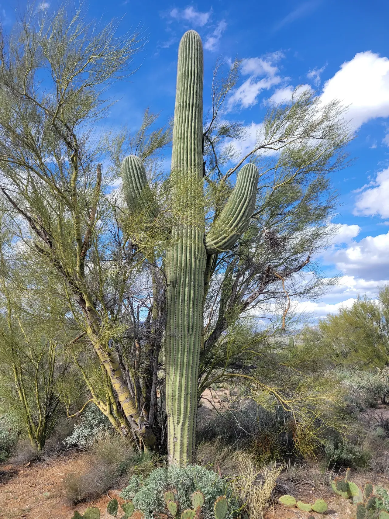 Saguaro cactus Arizona