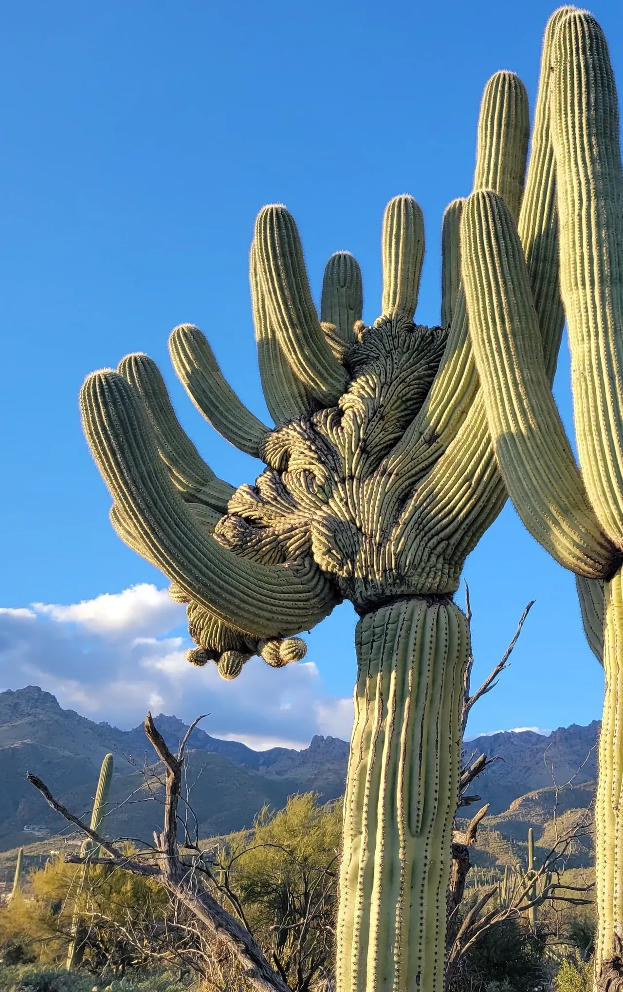 Saguaro cactus Arizona