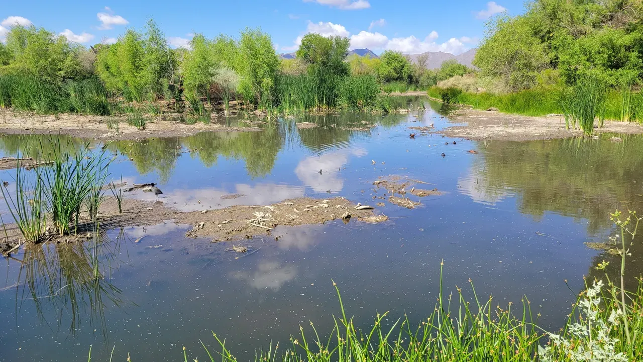 Sweetwater Wetlands Tucson