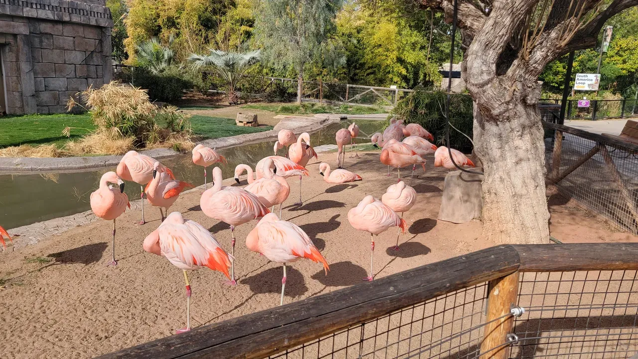 Tucson Reid Park Zoo flamingo