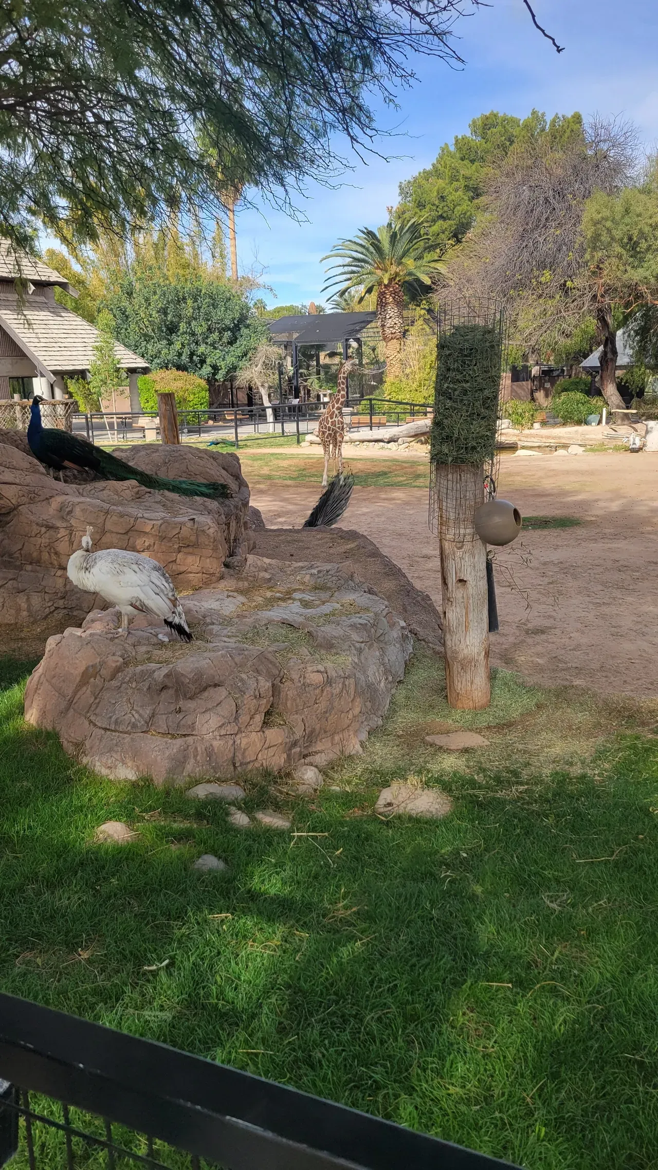 Tucson Reid Park Zoo giraffe