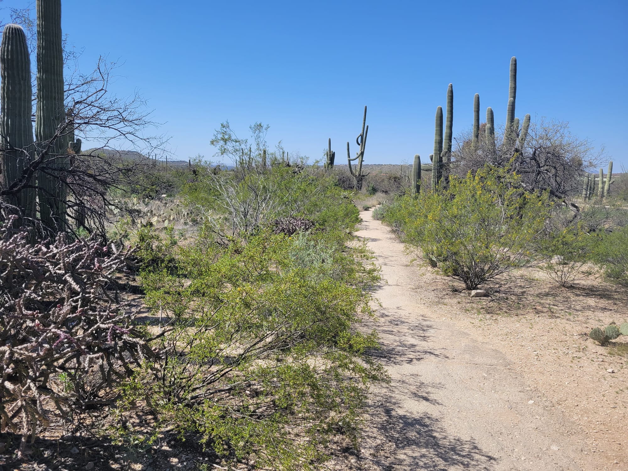 Hiking in the Heat: A Safety Guide for Summer in Arizona