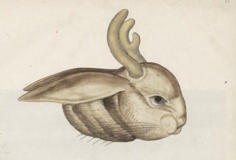 Jackalope cryptid Arizona