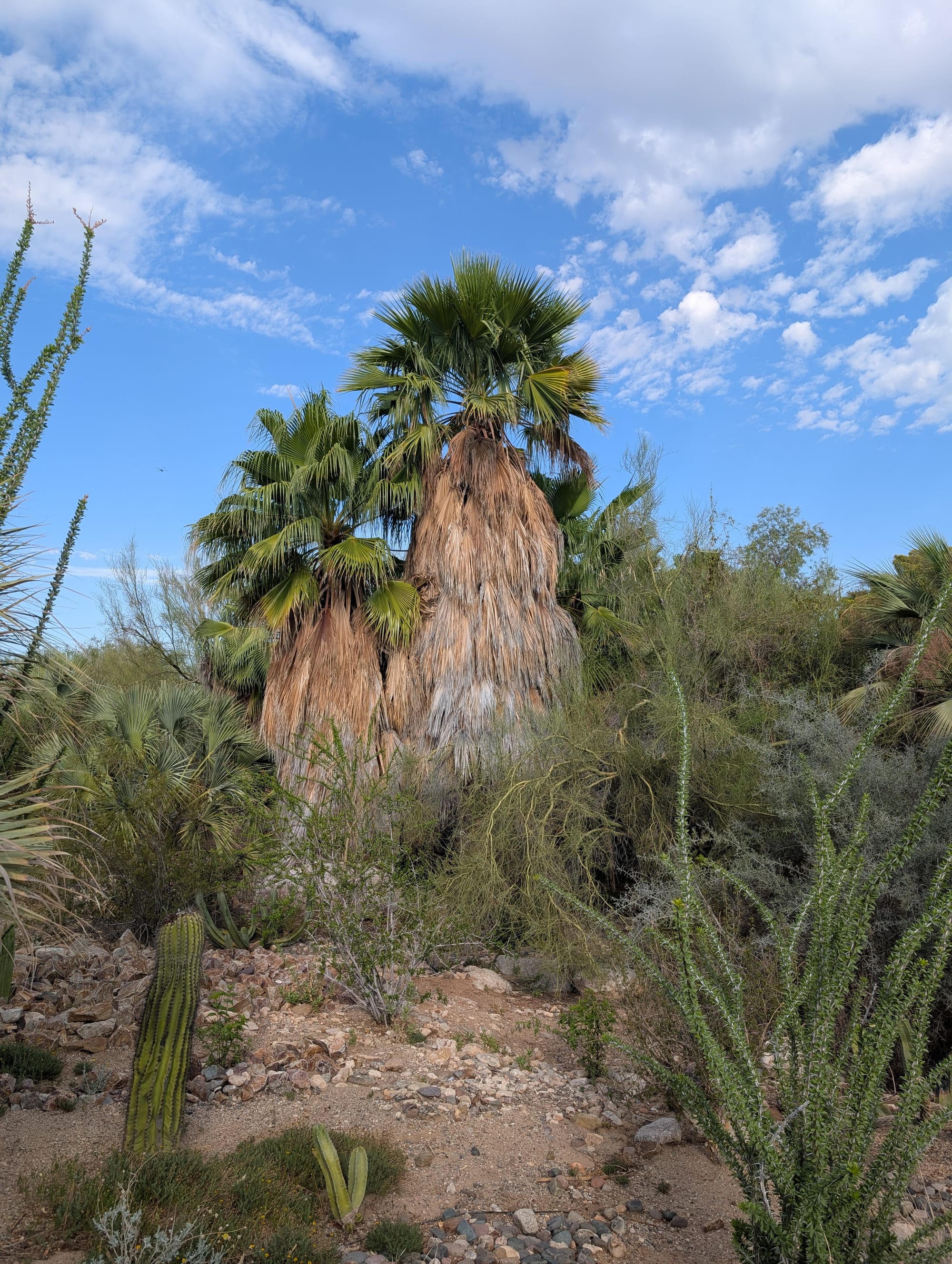 Tohono Chul: Where the Desert Grows Wild