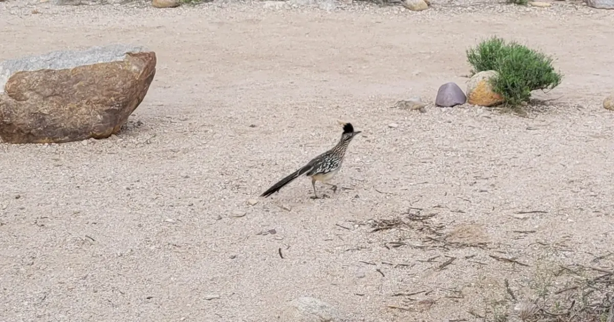 How to Spot a Roadrunner in Arizona