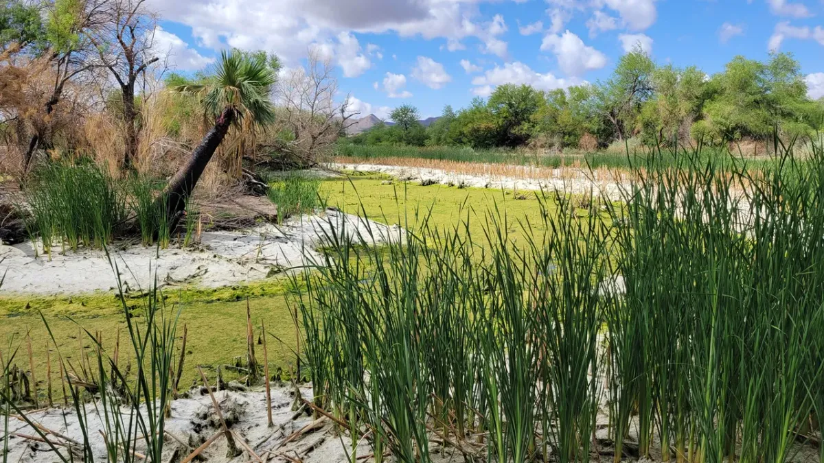 Sweetwater Wetlands