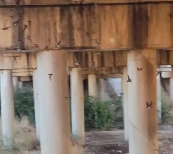 Tucson’s Batty Spectacle