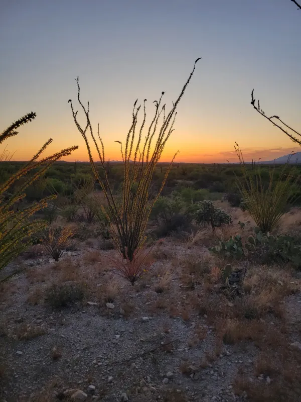 Desert Etiquette You May Have Already Broken
