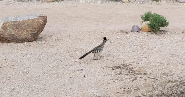 How to Spot a Roadrunner in Arizona