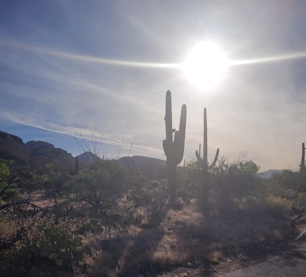 Hiking in the Heat: A Safety Guide for Summer in Arizona